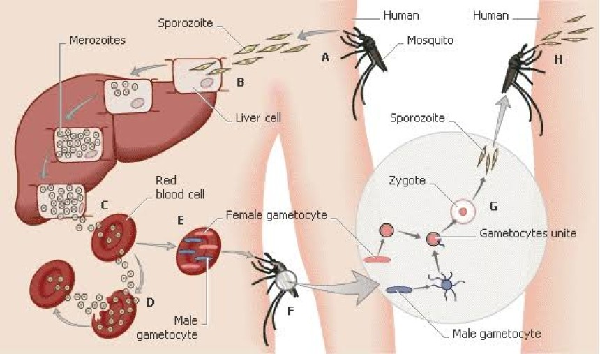 Penyebab Malaria